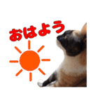 ぷーとかんた（個別スタンプ：1）