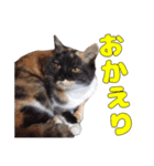 ぷーとかんた（個別スタンプ：5）