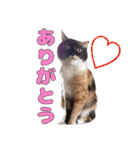 ぷーとかんた（個別スタンプ：9）