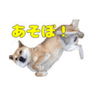 ぷーとかんた（個別スタンプ：12）