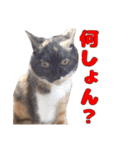 ぷーとかんた（個別スタンプ：15）