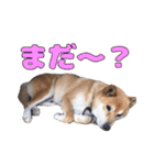 ぷーとかんた（個別スタンプ：16）