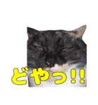 ぷーとかんた（個別スタンプ：21）