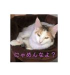 マロンの日常！！（個別スタンプ：6）