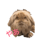毎日ぷう子（個別スタンプ：1）