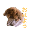 毎日ぷう子（個別スタンプ：5）