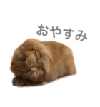 毎日ぷう子（個別スタンプ：6）