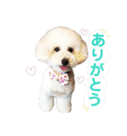 トイプードルフランさん（個別スタンプ：3）