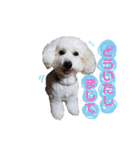 トイプードルフランさん（個別スタンプ：4）