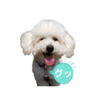 トイプードルフランさん（個別スタンプ：5）