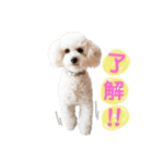 トイプードルフランさん（個別スタンプ：6）