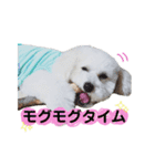 トイプードルフランさん（個別スタンプ：15）