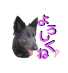 ブルーベイ ユミル① wolfdog（個別スタンプ：1）