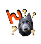 ブルーベイ ユミル① wolfdog（個別スタンプ：5）