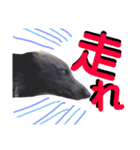 ブルーベイ ユミル① wolfdog（個別スタンプ：6）