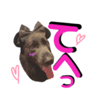 ブルーベイ ユミル① wolfdog（個別スタンプ：8）