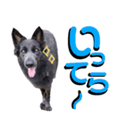 ブルーベイ ユミル① wolfdog（個別スタンプ：9）