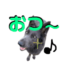 ブルーベイ ユミル① wolfdog（個別スタンプ：10）