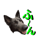 ブルーベイ ユミル① wolfdog（個別スタンプ：11）