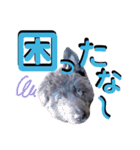 ブルーベイ ユミル① wolfdog（個別スタンプ：14）