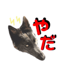 ブルーベイ ユミル① wolfdog（個別スタンプ：15）