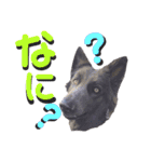 ブルーベイ ユミル① wolfdog（個別スタンプ：16）
