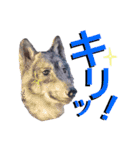ブルーベイ ユミル① wolfdog（個別スタンプ：17）