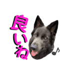 ブルーベイ ユミル① wolfdog（個別スタンプ：18）