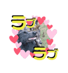 ブルーベイ ユミル① wolfdog（個別スタンプ：19）