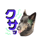 ブルーベイ ユミル① wolfdog（個別スタンプ：20）