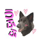 ブルーベイ ユミル① wolfdog（個別スタンプ：21）