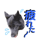 ブルーベイ ユミル① wolfdog（個別スタンプ：22）