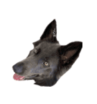 ブルーベイ ユミル① wolfdog（個別スタンプ：24）