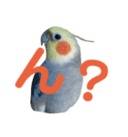 癒しのオカメインコ（個別スタンプ：1）