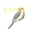 癒しのオカメインコ（個別スタンプ：2）