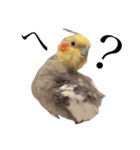 癒しのオカメインコ（個別スタンプ：4）