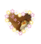 癒しのオカメインコ（個別スタンプ：5）