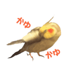 癒しのオカメインコ（個別スタンプ：6）