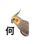 癒しのオカメインコ（個別スタンプ：7）