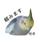 癒しのオカメインコ（個別スタンプ：8）