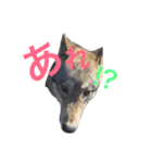 JCW狼犬ブーリ ① Wolfdog（個別スタンプ：1）