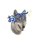 JCW狼犬ブーリ ① Wolfdog（個別スタンプ：2）