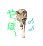JCW狼犬ブーリ ① Wolfdog（個別スタンプ：6）