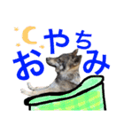 JCW狼犬ブーリ ① Wolfdog（個別スタンプ：11）