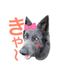 JCW狼犬ブーリ ① Wolfdog（個別スタンプ：12）