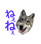 JCW狼犬ブーリ ① Wolfdog（個別スタンプ：13）