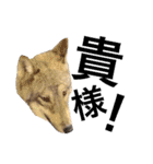 JCW狼犬ブーリ ① Wolfdog（個別スタンプ：14）