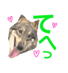 JCW狼犬ブーリ ① Wolfdog（個別スタンプ：15）