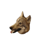 JCW狼犬ブーリ ① Wolfdog（個別スタンプ：16）