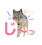 JCW狼犬ブーリ ① Wolfdog（個別スタンプ：17）